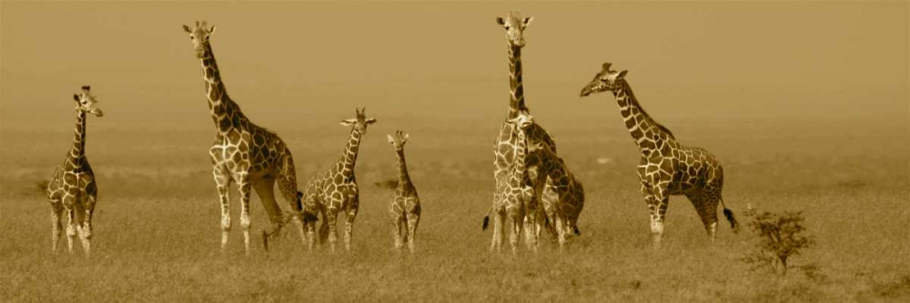 Giraffes art print by Sarah Farnsworth for $57.95 CAD