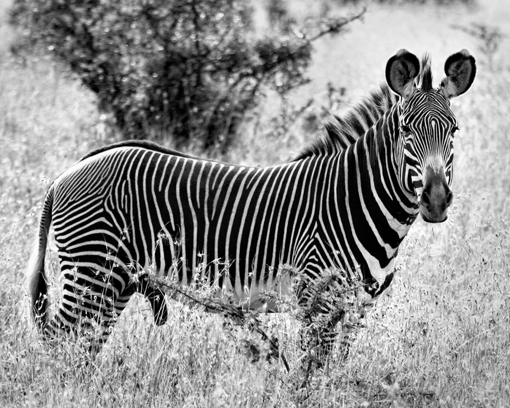 Zebra Lookout art print by Sarah Farnsworth for $57.95 CAD