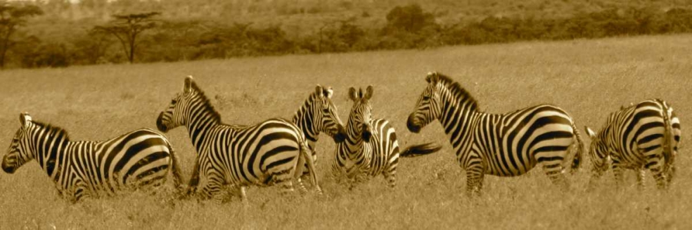 Zebras art print by Sarah Farnsworth for $57.95 CAD