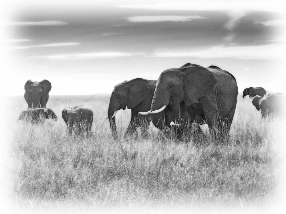 Eles art print by Sarah Farnsworth for $57.95 CAD
