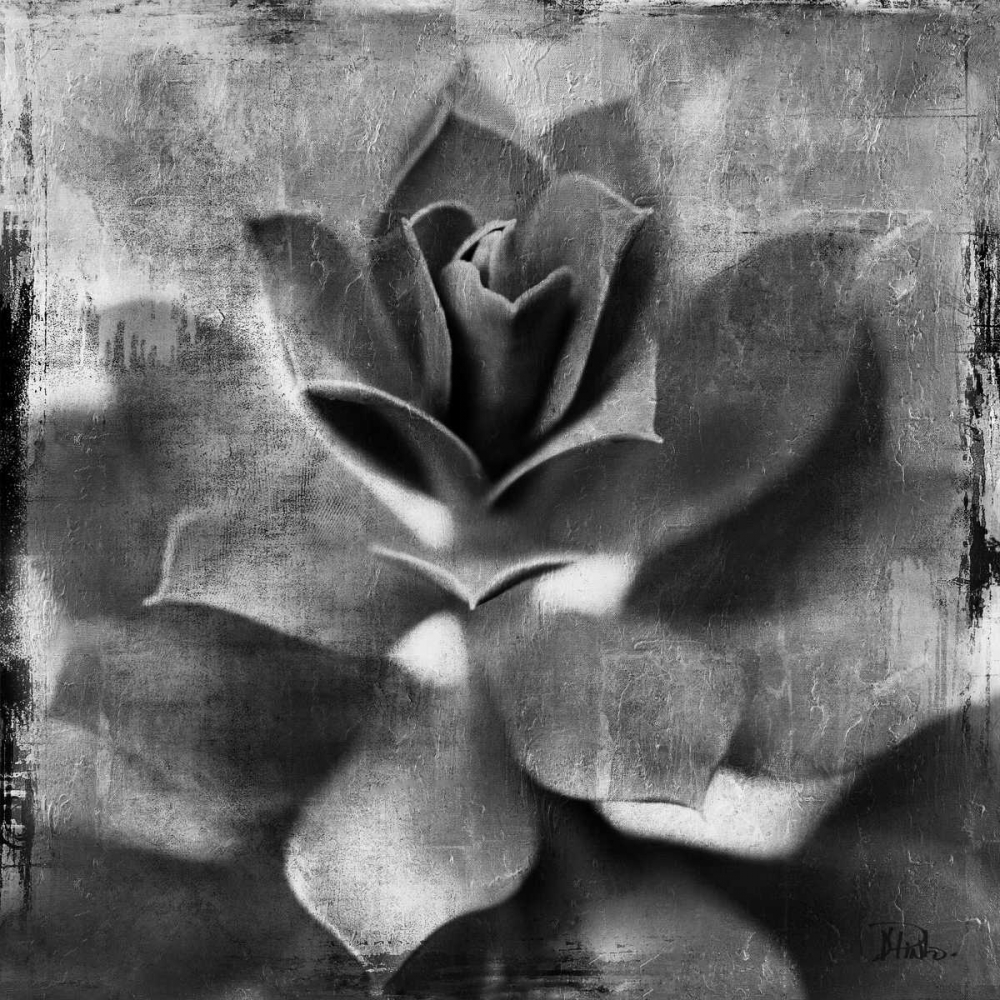 BW Succulent Border I art print by Patricia Pinto for $57.95 CAD