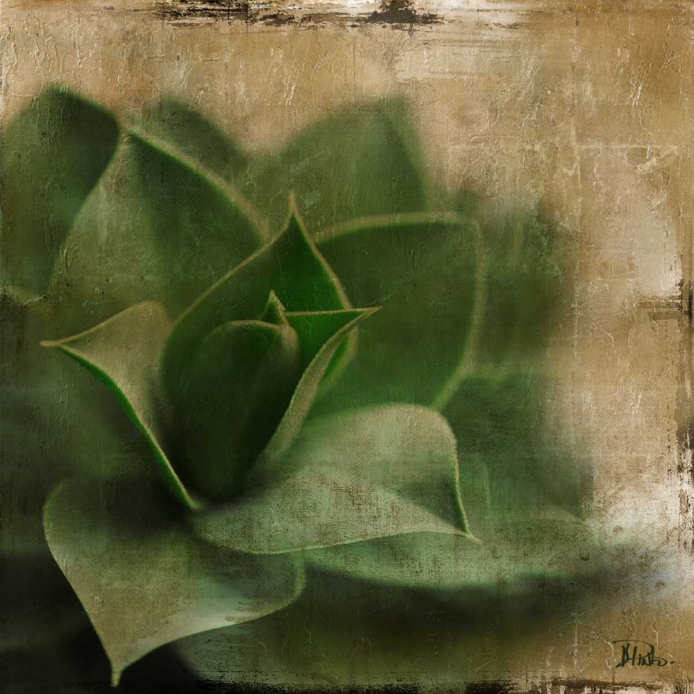 Succulent II art print by Patricia Pinto for $57.95 CAD