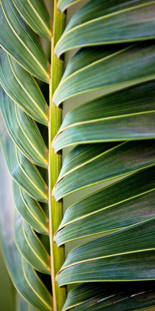 Palma I art print by Susan Bryant for $57.95 CAD