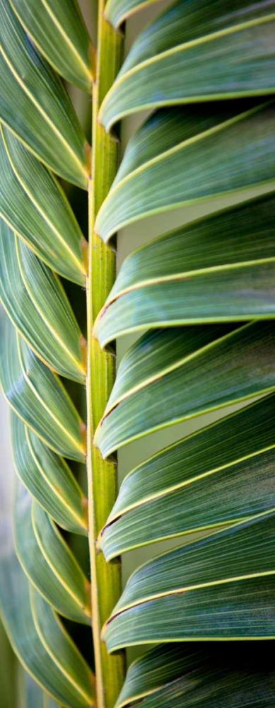 Palma I art print by Susan Bryant for $57.95 CAD