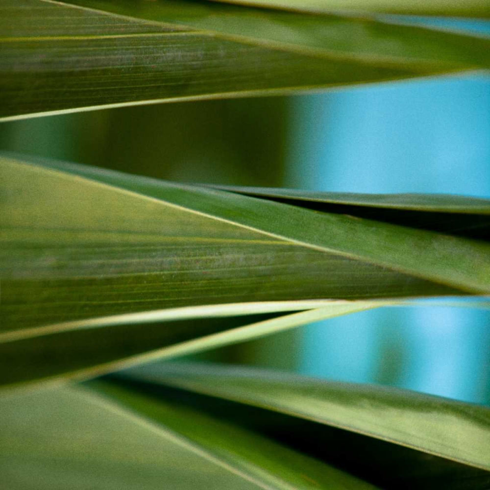 Palma III art print by Susan Bryant for $57.95 CAD