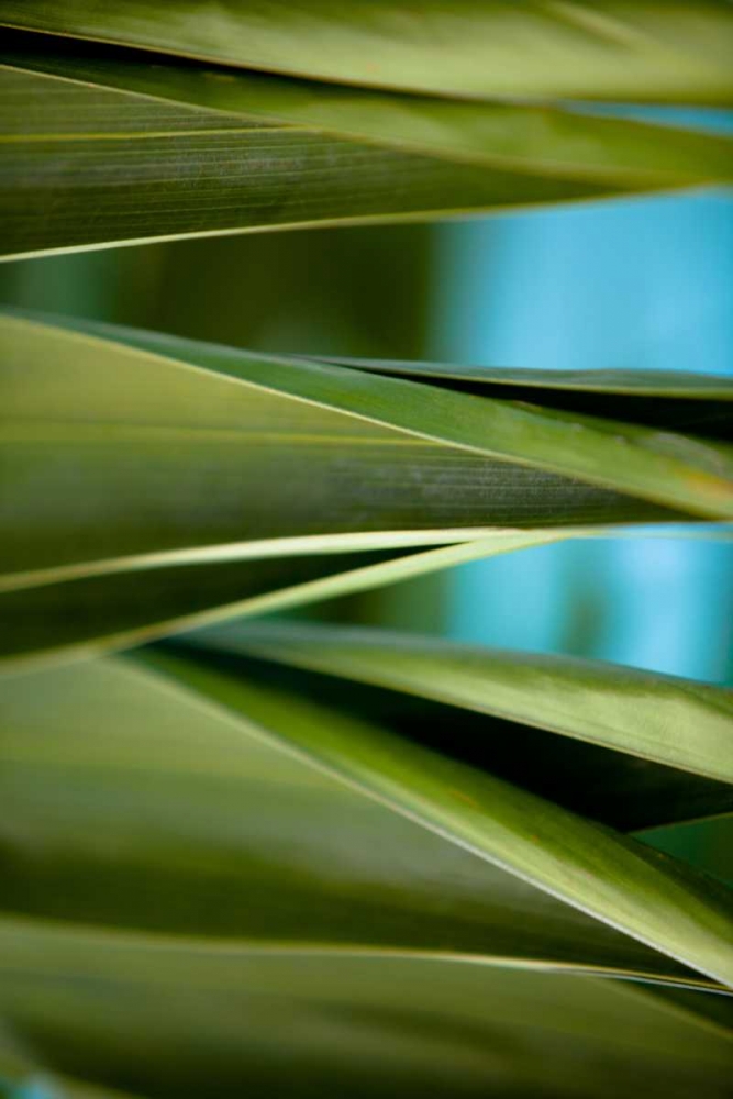 Palma III art print by Susan Bryant for $57.95 CAD