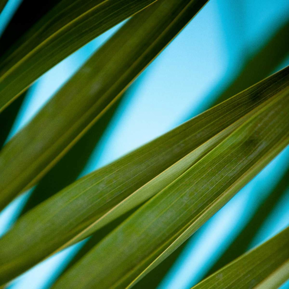 Palma IV art print by Susan Bryant for $57.95 CAD