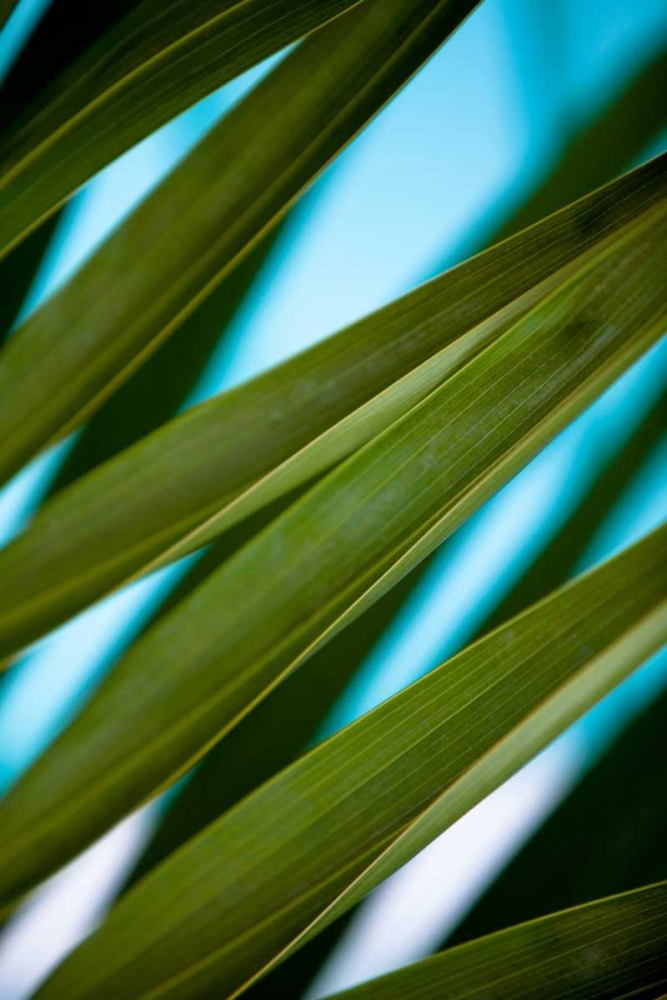 Palma IV art print by Susan Bryant for $57.95 CAD