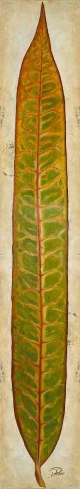 Crotos II art print by Patricia Pinto for $57.95 CAD
