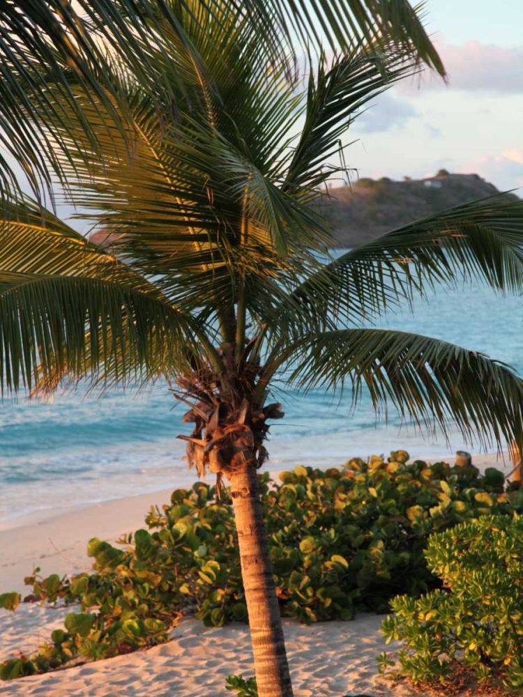 Sunset Palms I art print by Susan Bryant for $57.95 CAD