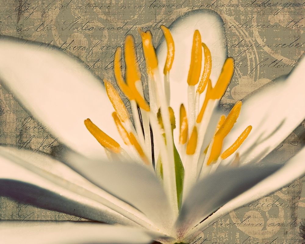 Puccoon on Damask I art print by Kathy Mansfield for $57.95 CAD