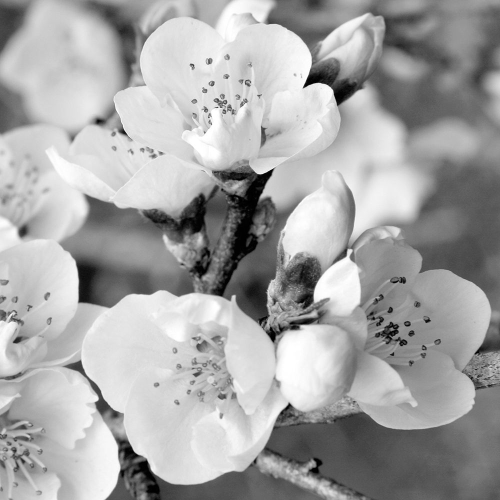 Crab Apple Flowers I art print by Kathy Mansfield for $57.95 CAD