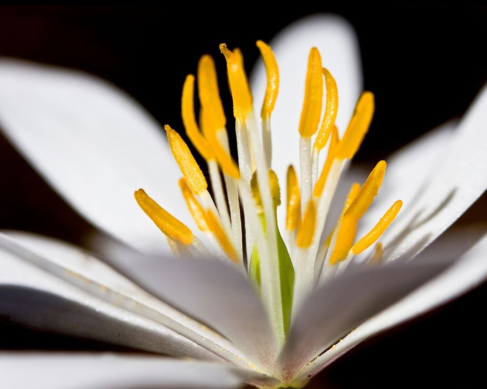 White Puccoon I art print by Kathy Mansfield for $57.95 CAD