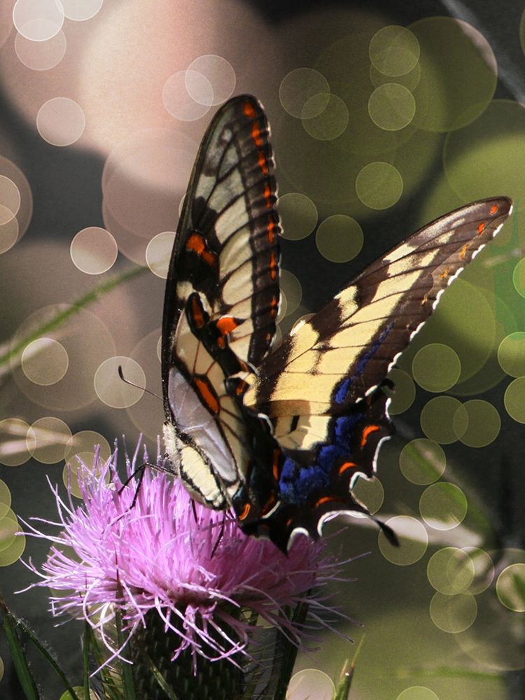 Butterfly Bokeh II art print by Kathy Mansfield for $57.95 CAD