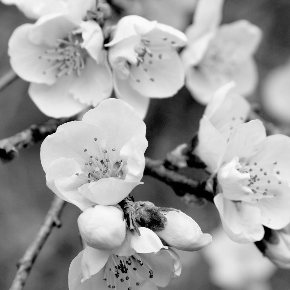 Crab Apple Flowers II art print by Kathy Mansfield for $57.95 CAD