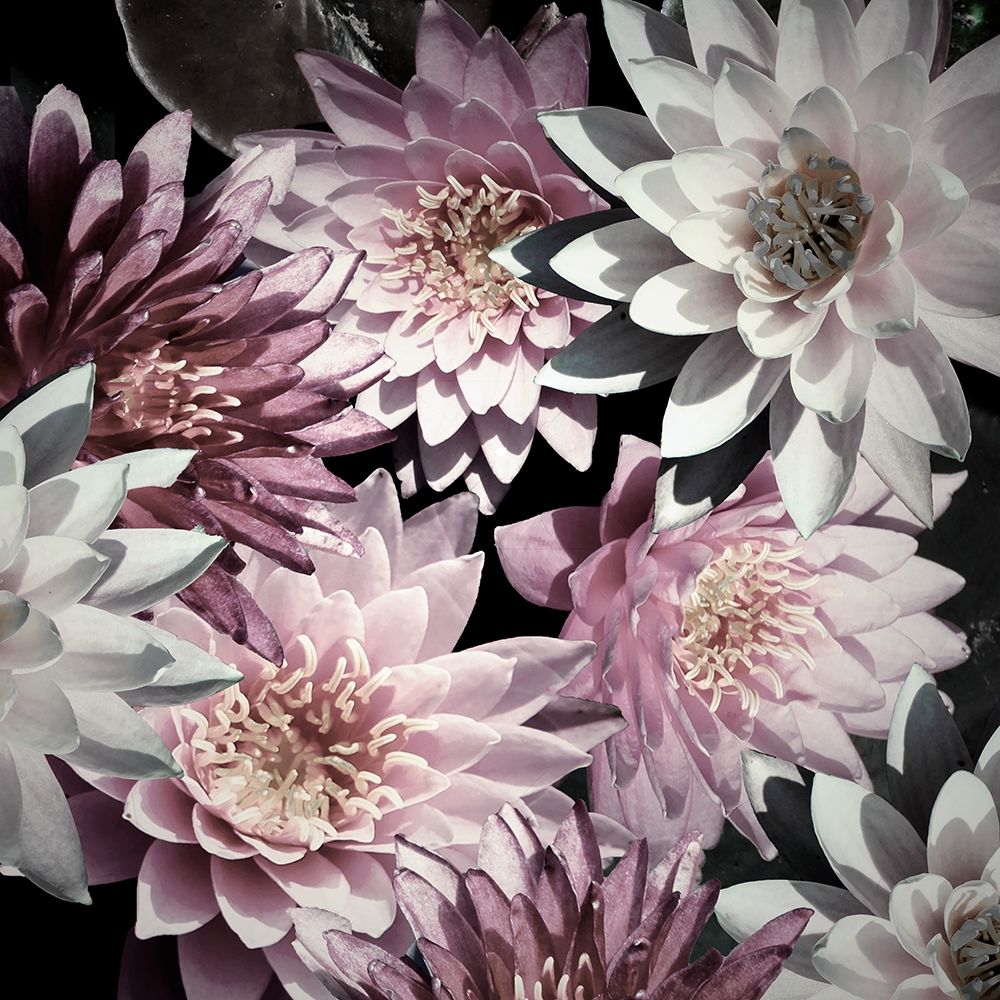 Plum Florals art print by Kathy Mansfield for $57.95 CAD