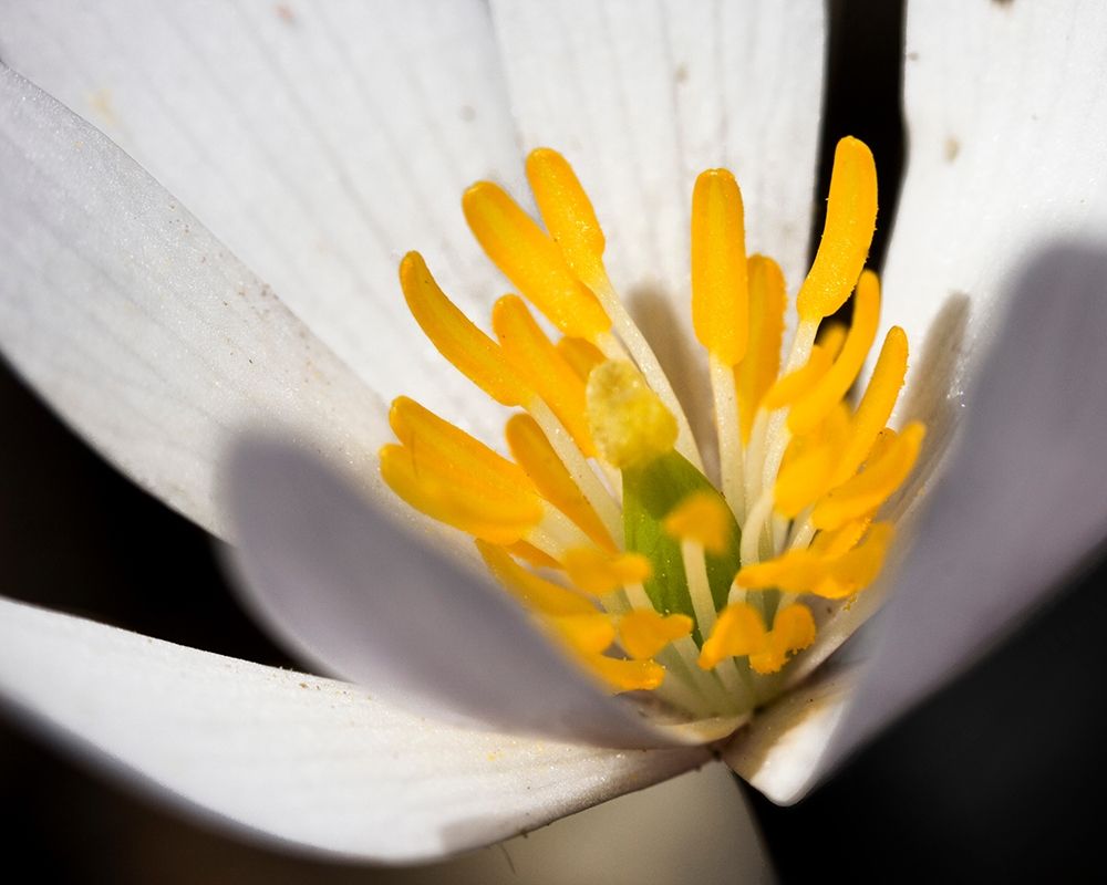 White Puccoon II art print by Kathy Mansfield for $57.95 CAD