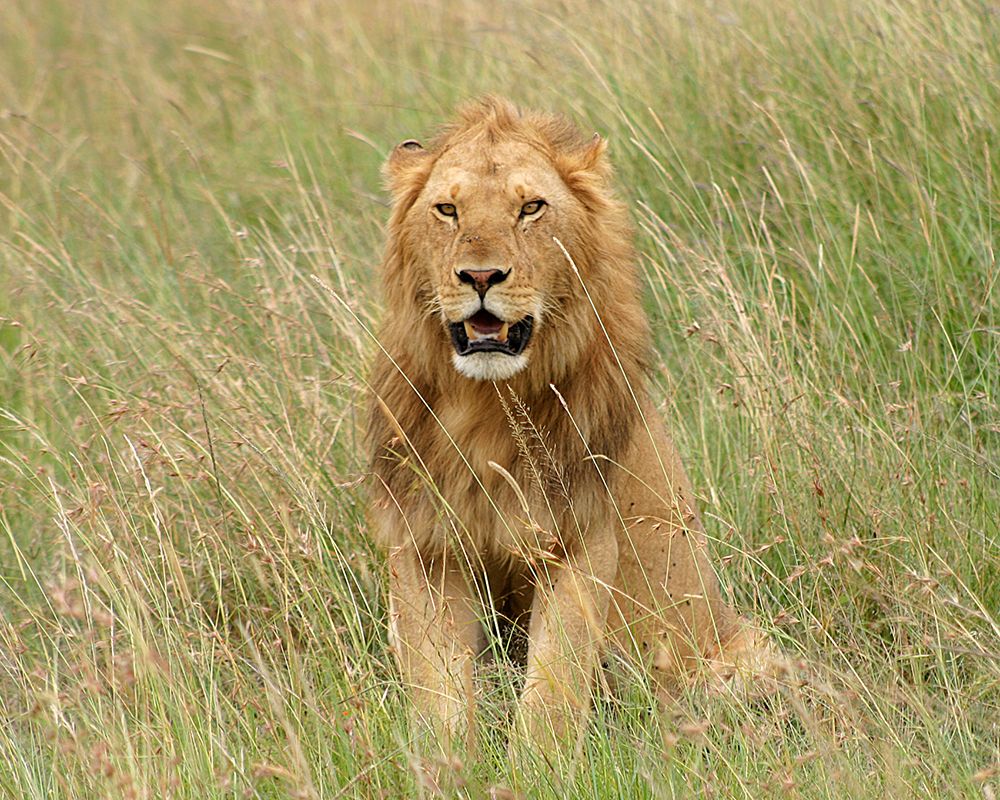 Lion In Kenya art print by Susan Bryant for $57.95 CAD