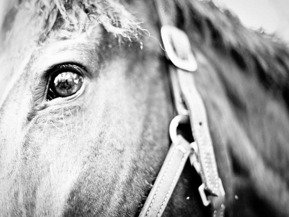 Horseback Riding I art print by Susan Bryant for $57.95 CAD