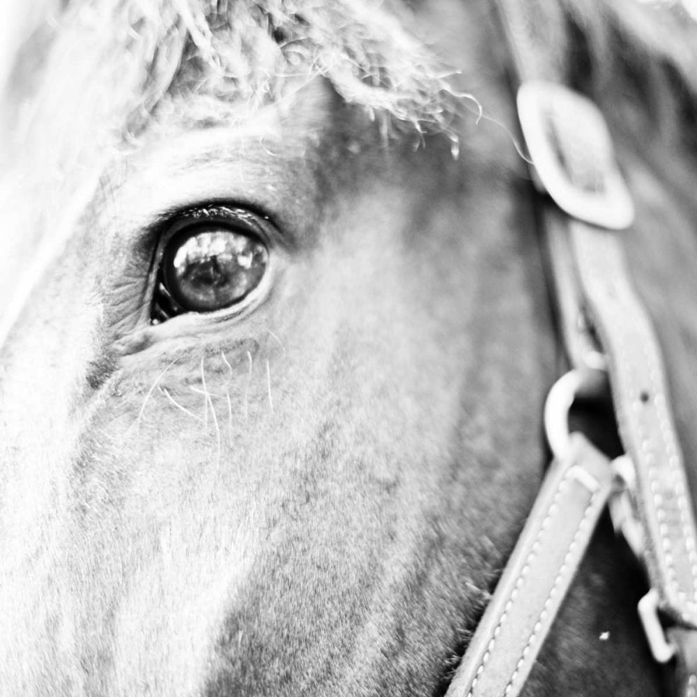 In the Stable I art print by Susan Bryant for $57.95 CAD