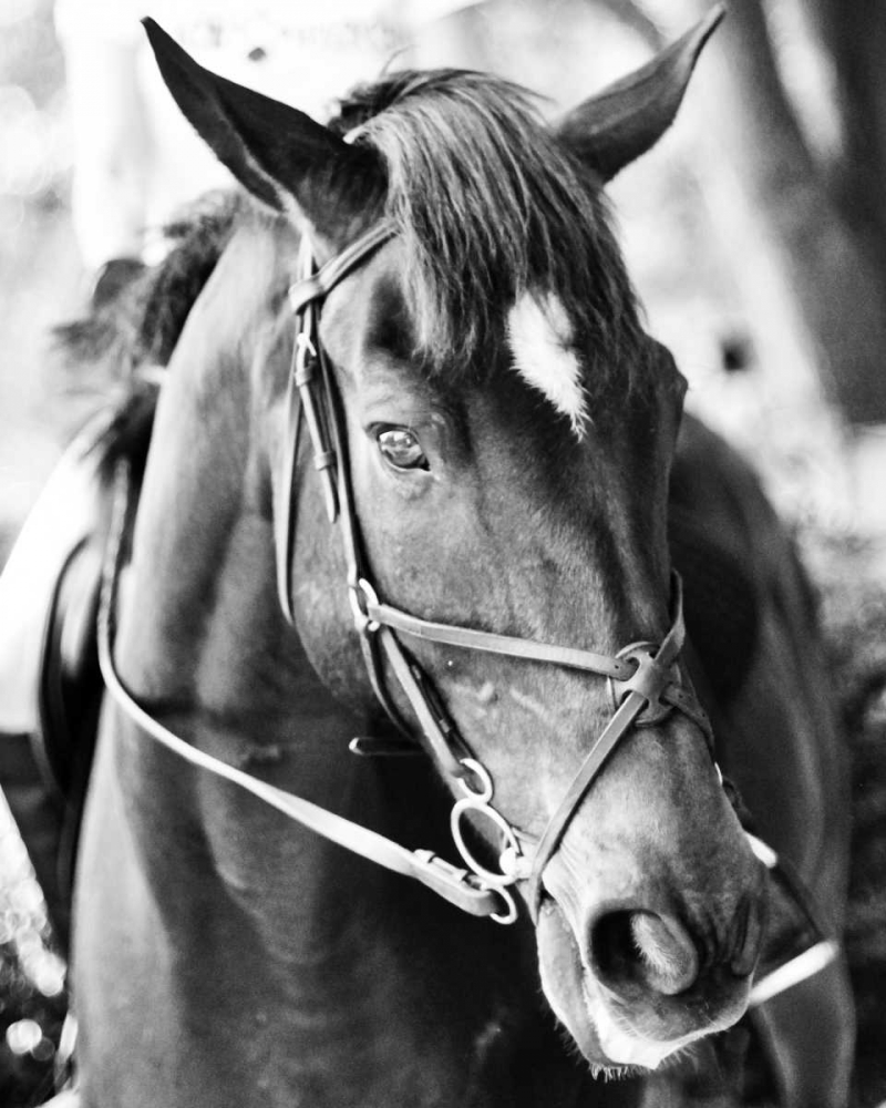 Derby I art print by Susan Bryant for $57.95 CAD