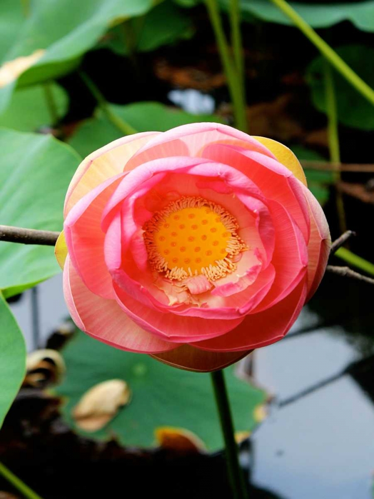 Red Lotus II art print by Jairo Rodriguez for $57.95 CAD