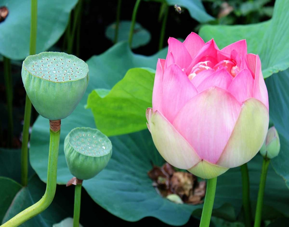 Purple Lotus I art print by Jairo Rodriguez for $57.95 CAD