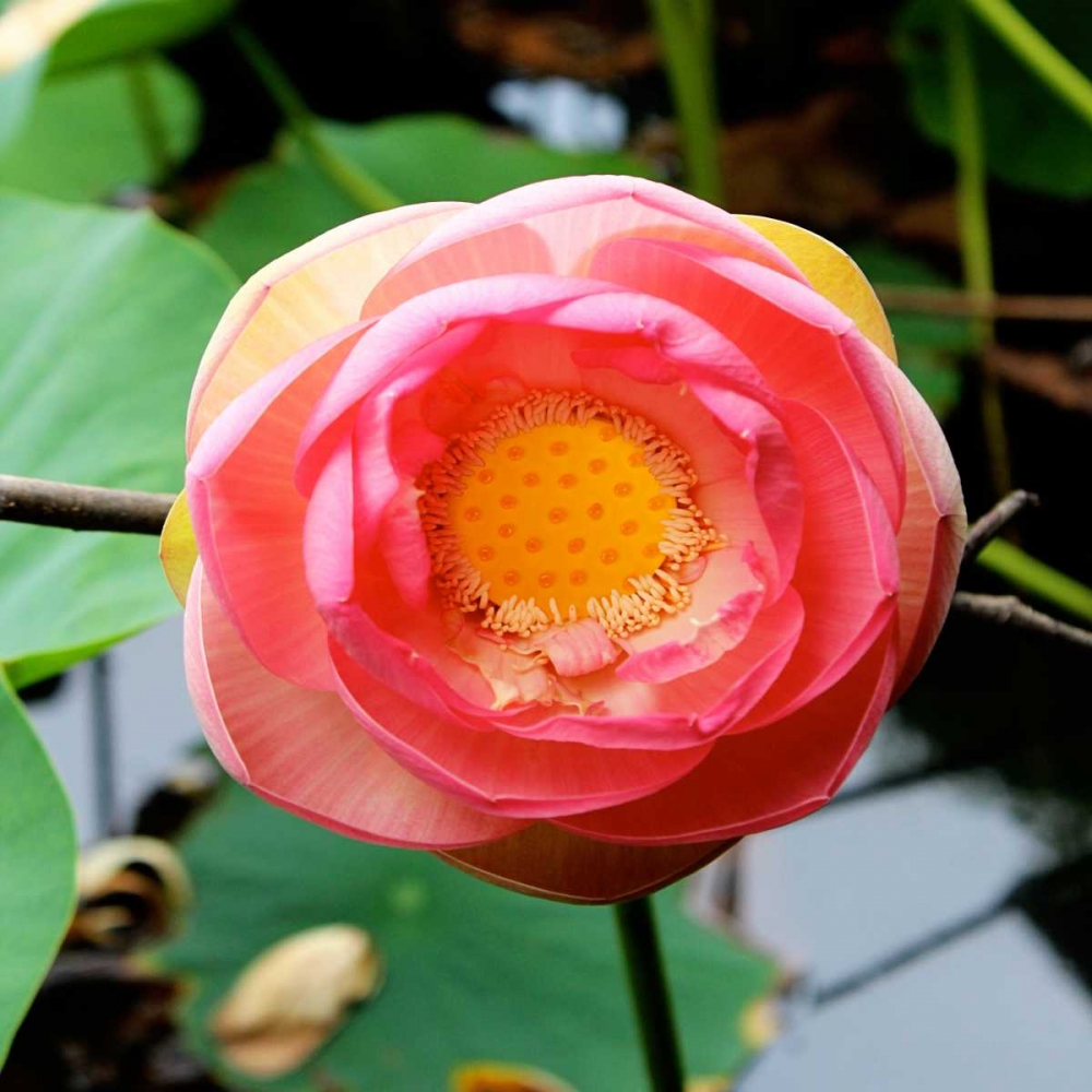 Red Lotus I art print by Jairo Rodriguez for $57.95 CAD