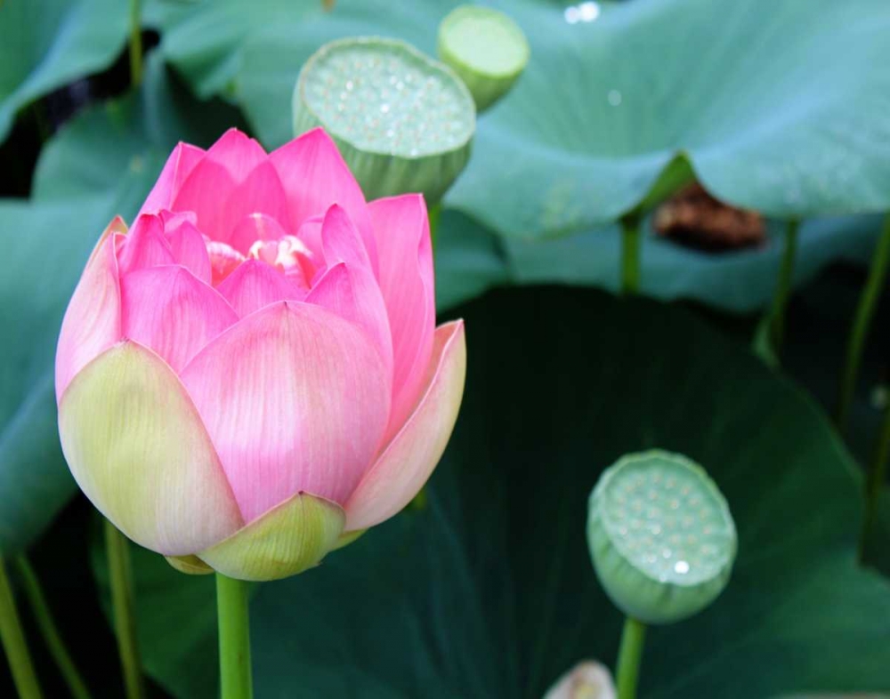 Purple Lotus II art print by Jairo Rodriguez for $57.95 CAD