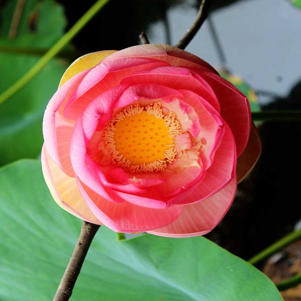 Red Lotus II art print by Jairo Rodriguez for $57.95 CAD