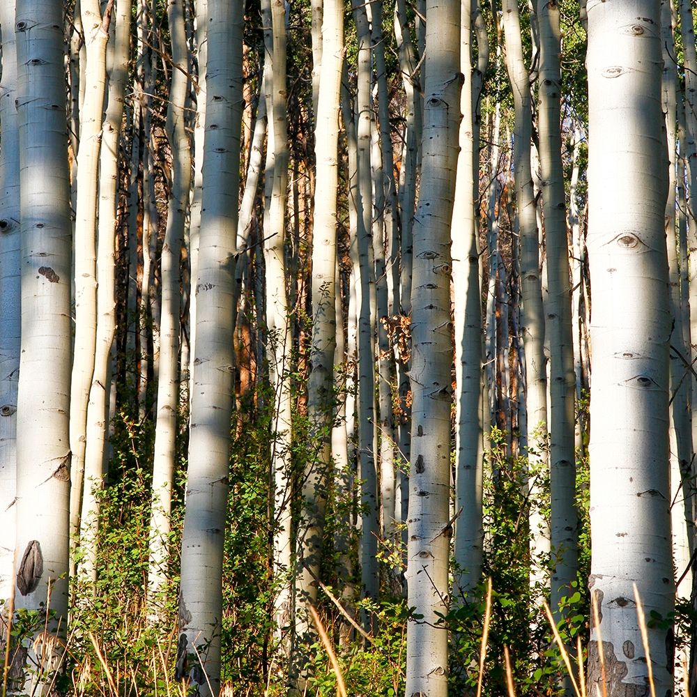Aspen Grove I art print by Kathy Mansfield for $57.95 CAD
