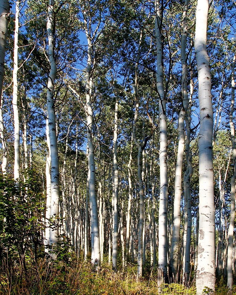 Aspen Grove II art print by Kathy Mansfield for $57.95 CAD