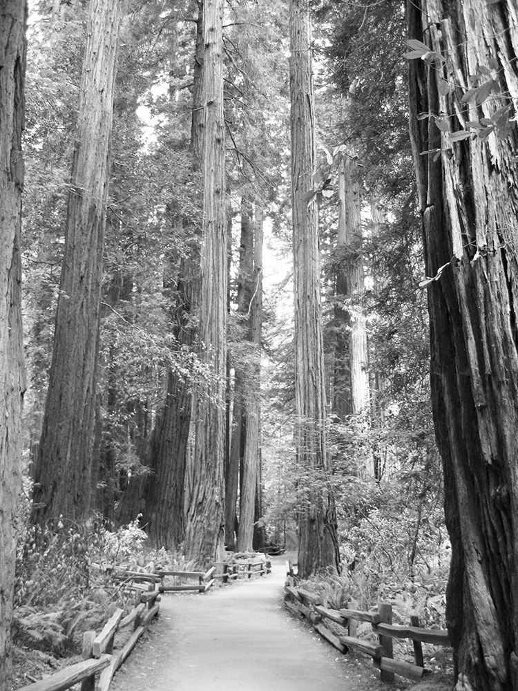 Tree Path I art print by Kathy Mansfield for $57.95 CAD