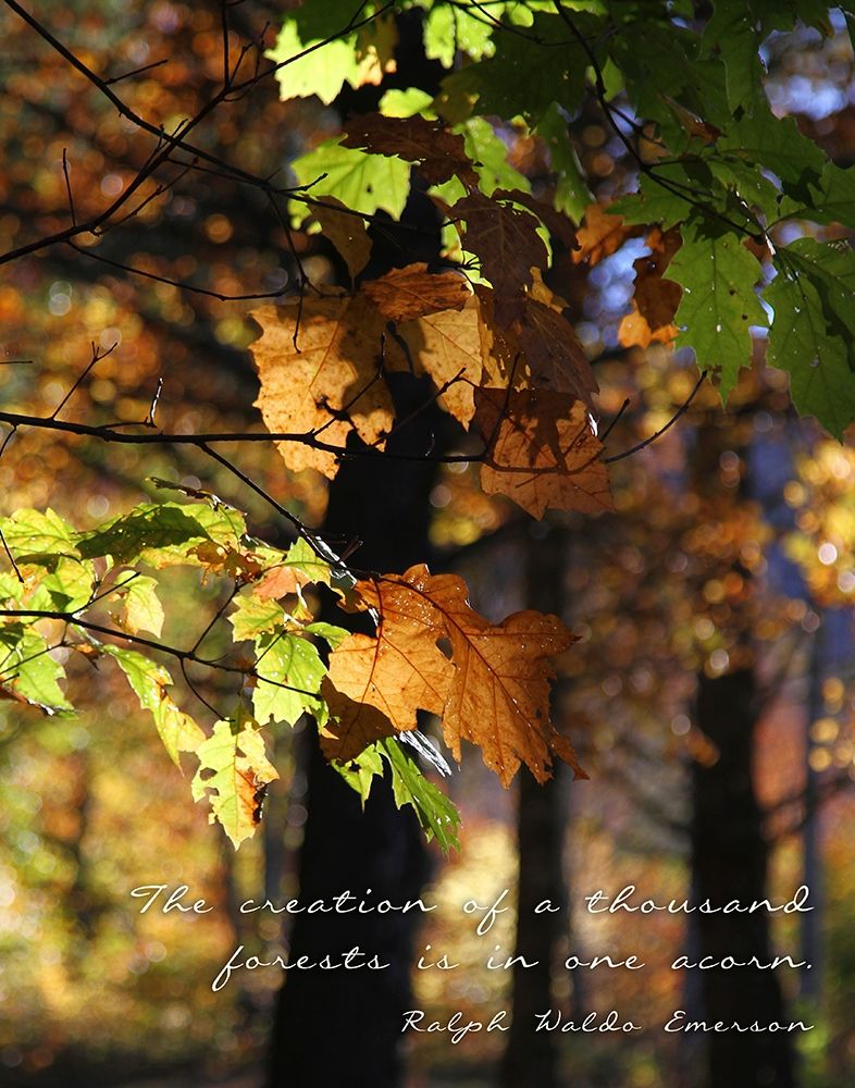A Thousand Forests art print by Kathy Mansfield for $57.95 CAD