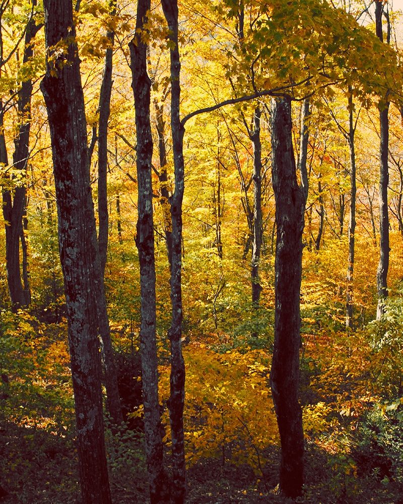 Sanctuary Woods I art print by Kathy Mansfield for $57.95 CAD