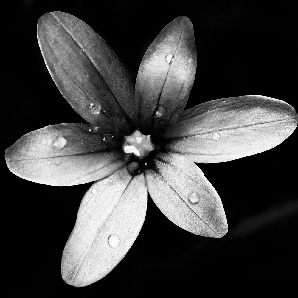 Black and White Bloom II art print by Kathy Mansfield for $57.95 CAD
