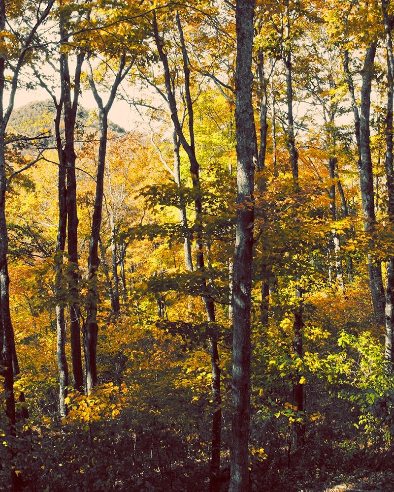 Sanctuary Woods II art print by Kathy Mansfield for $57.95 CAD