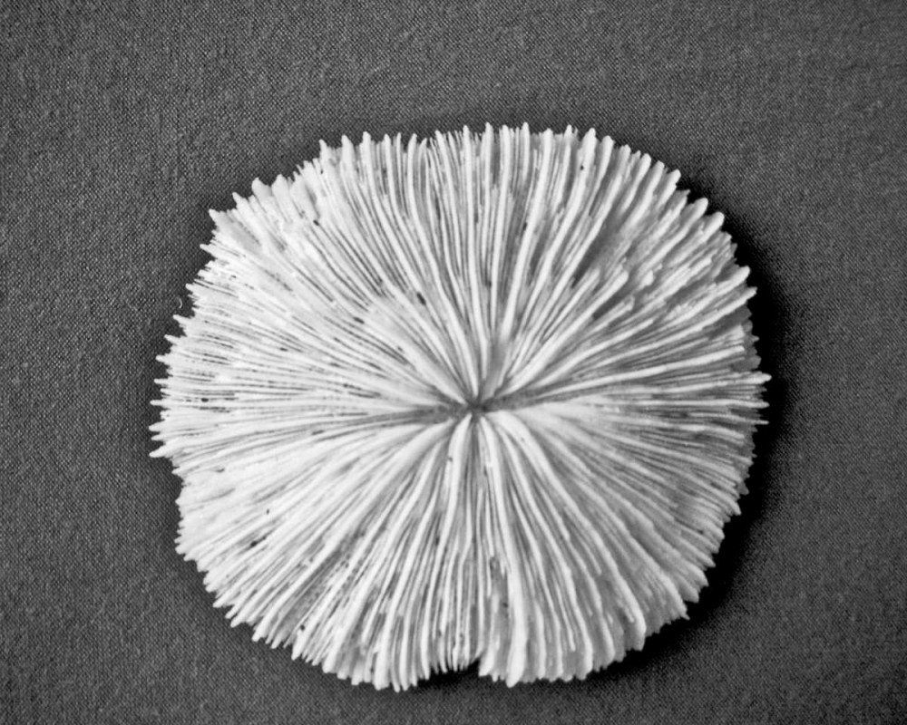 Sand Dollar I art print by Jairo Rodriguez for $57.95 CAD