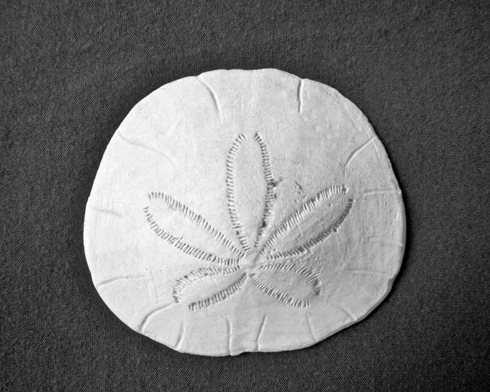Sand Dollar II art print by Jairo Rodriguez for $57.95 CAD