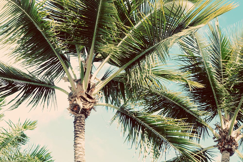 Palm Scene art print by Susan Bryant for $57.95 CAD