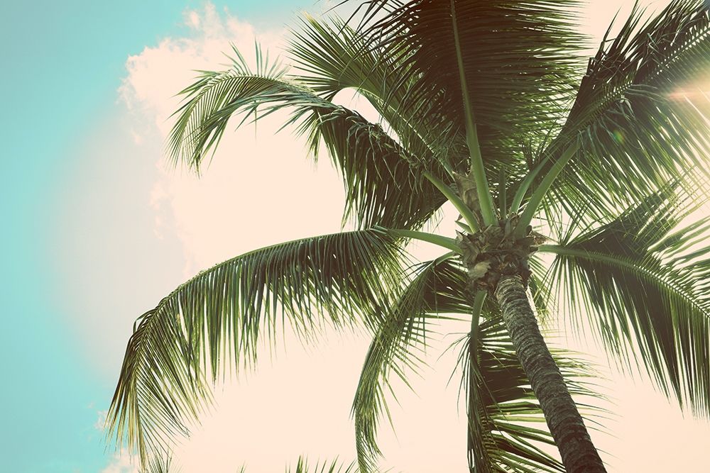 Palm Scene II art print by Susan Bryant for $57.95 CAD
