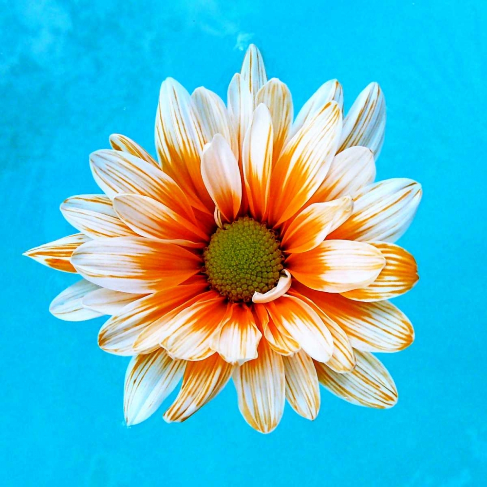 Peach Daisy art print by Gail Peck for $57.95 CAD