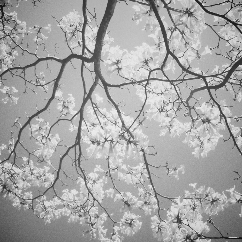 Blossoms on Gray I art print by Gail Peck for $57.95 CAD