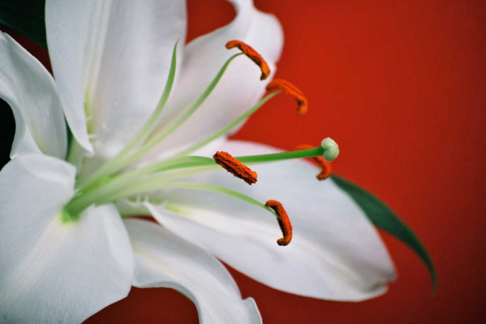 White Lily art print by Gail Peck for $57.95 CAD