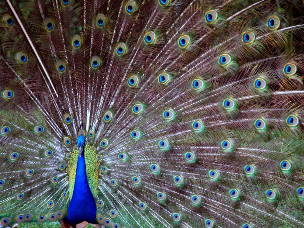 Wild Beauty I art print by Gail Peck for $57.95 CAD