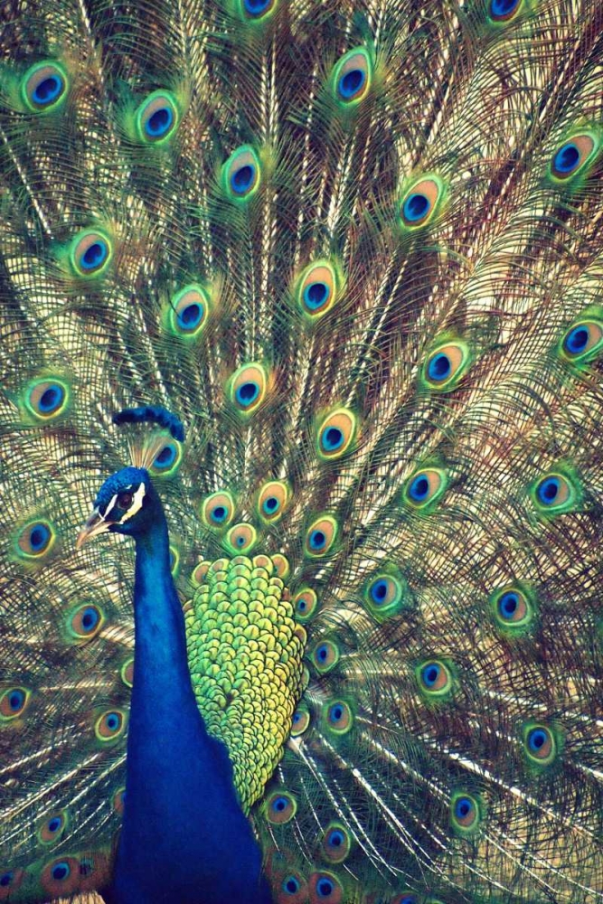 Royally Blue I art print by Gail Peck for $57.95 CAD