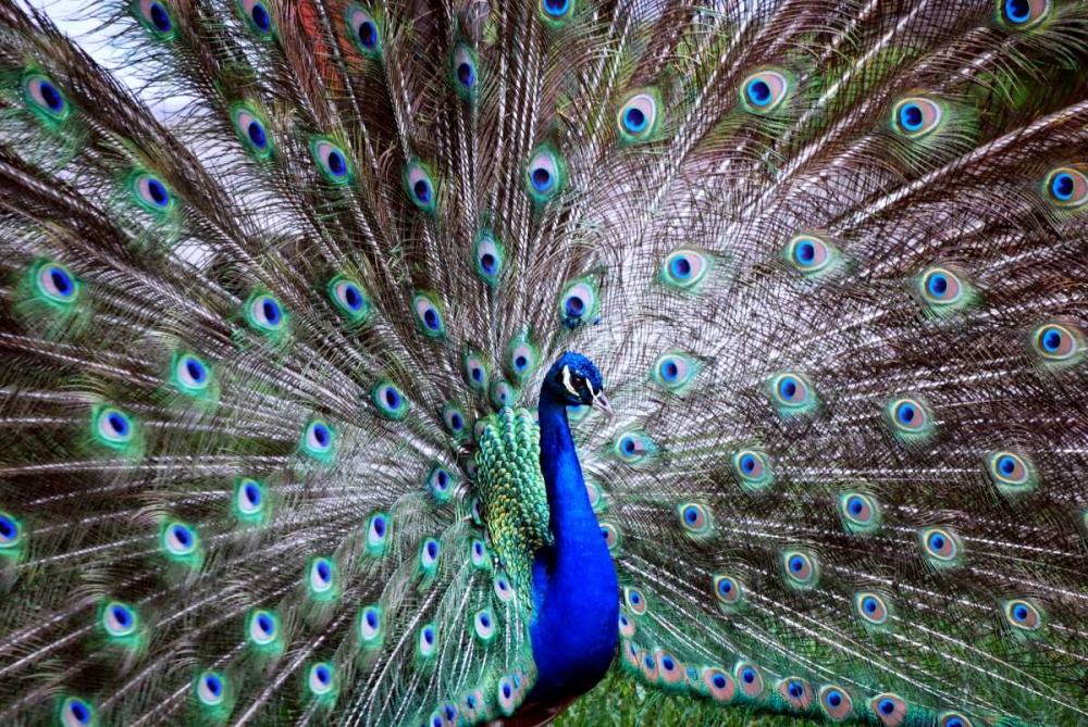 Wild Beauty II art print by Gail Peck for $57.95 CAD