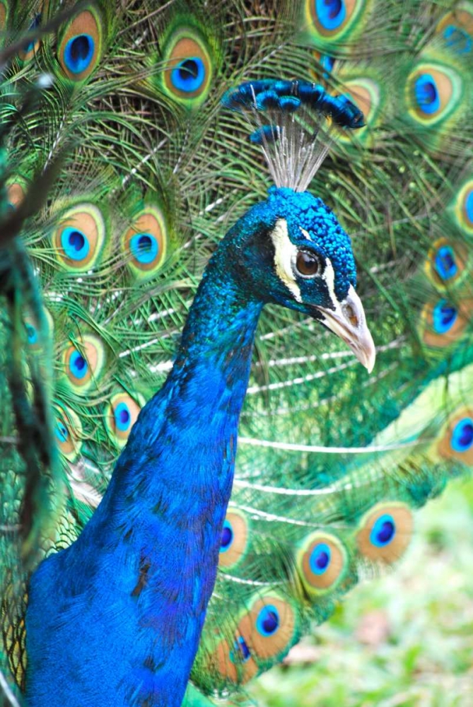 Royally Blue II art print by Gail Peck for $57.95 CAD