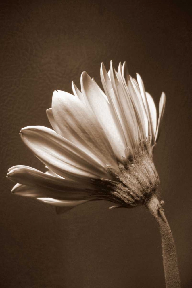Sepia Flower II art print by Gail Peck for $57.95 CAD