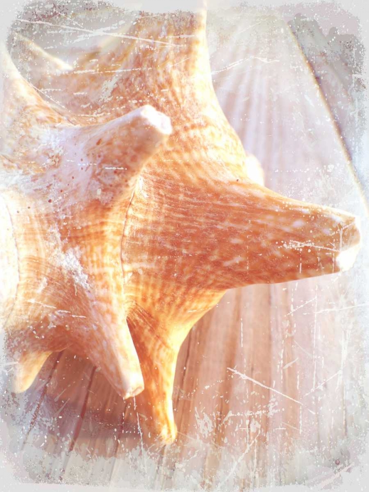 Conch II art print by Lisa Hill Saghini for $57.95 CAD